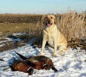labrador retriever hunting dog