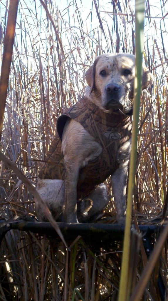 labrador retriever hunting dog