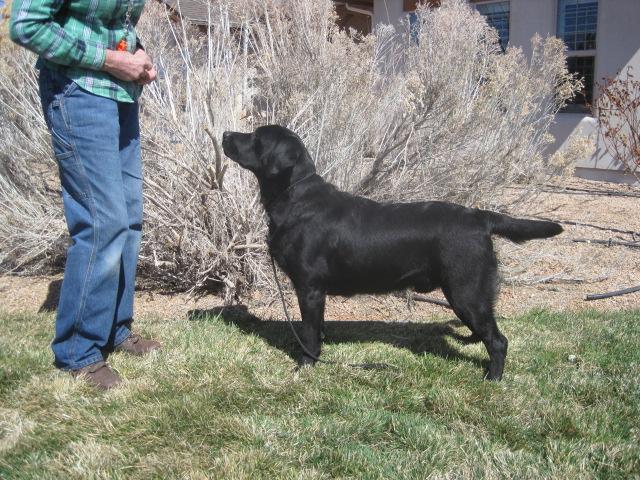 labrador retriever puppiess