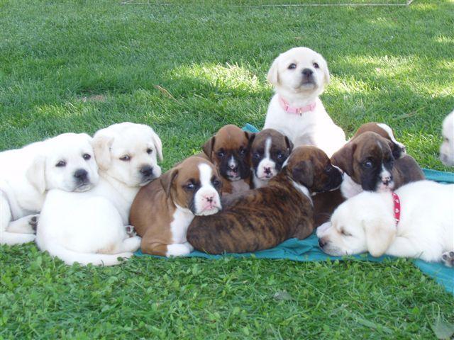 english labrador retrievers