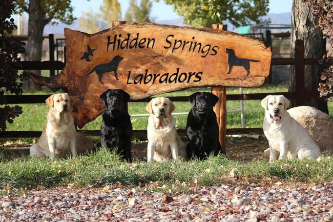 labrador retriever hunting dog