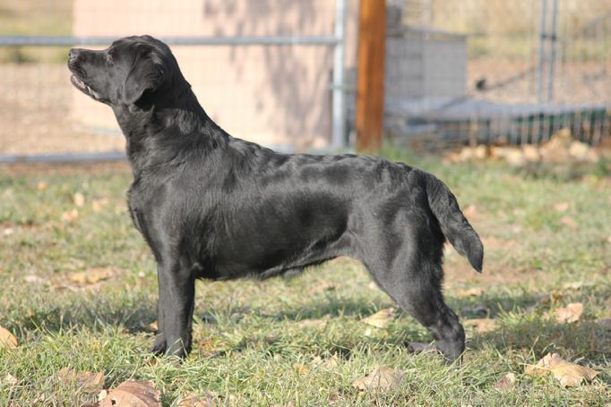 ENGLISH LABRADOR RETREIVER