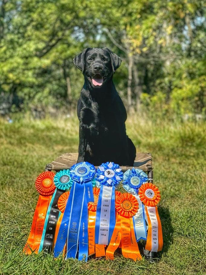 LABRADOR HUNTING DOG