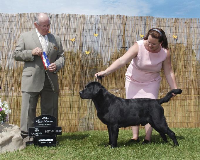 english type labrador hunting dog