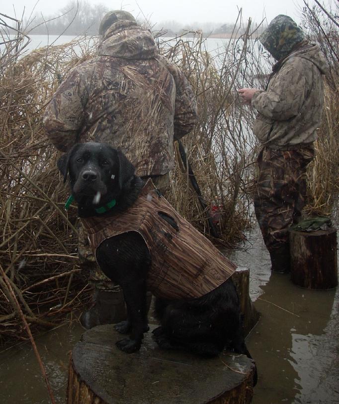 LABRADOR HUNTING DOGS