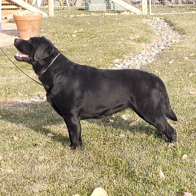 labrador hunting dog