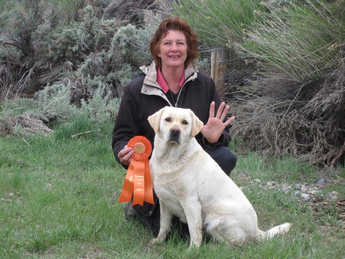 LABRADOR HUNTING DOG