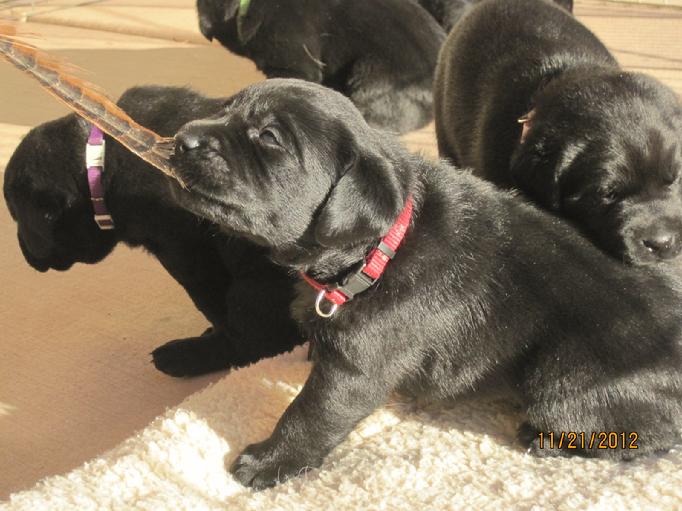 labrador puppies for sale