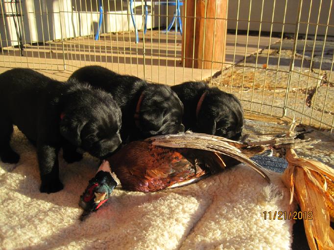 LABRADOR HUNTING DOGS