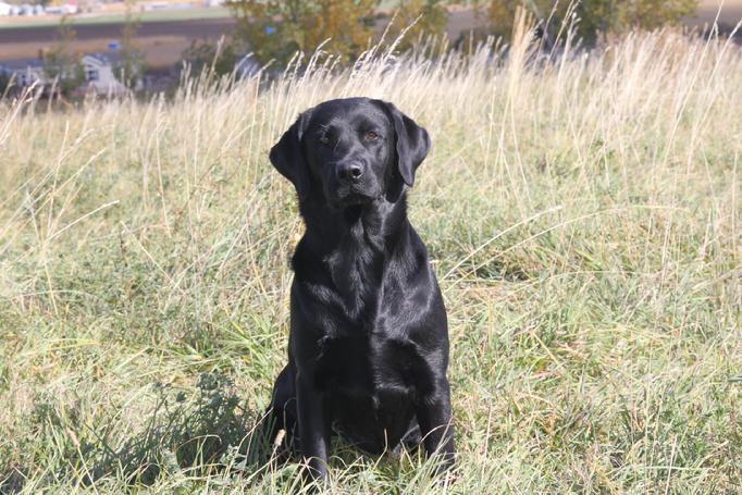 english style labrador retrievers