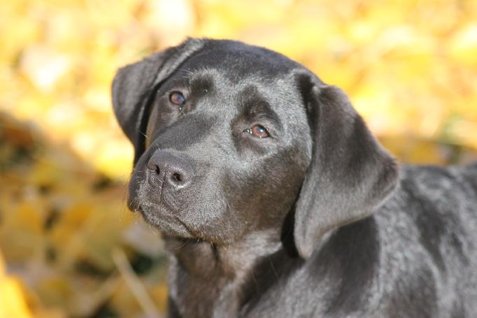 labrador retriever puppies