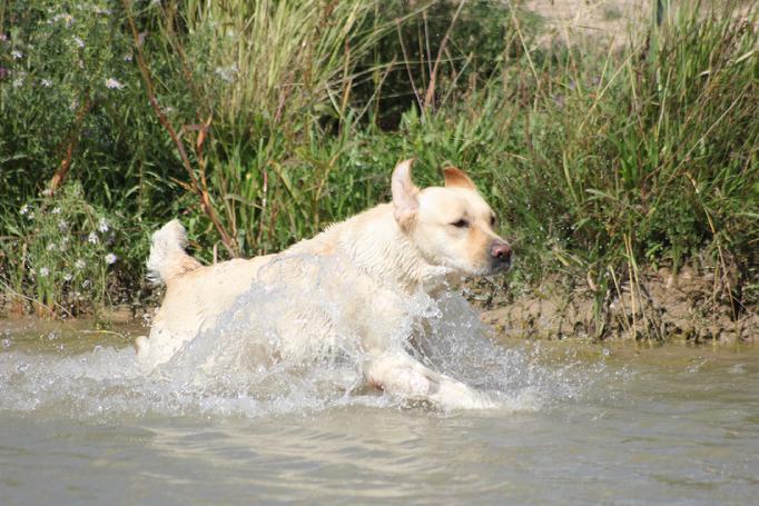 english labrador with hunting pedigree