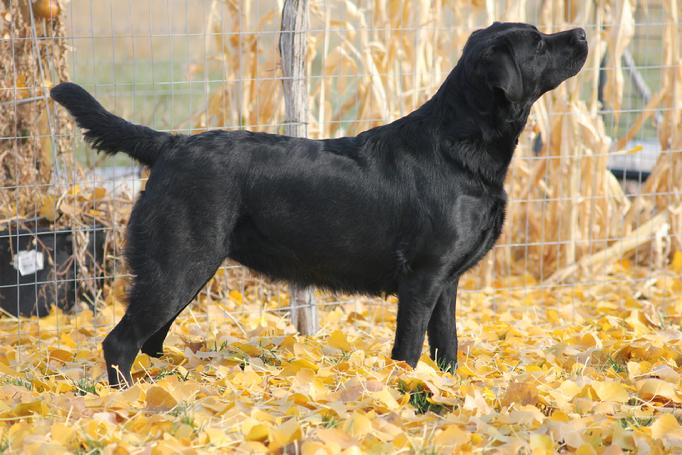 labrador hunting dogs for sale