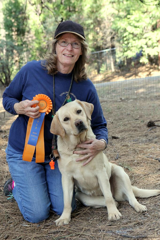 labrador hunting dog