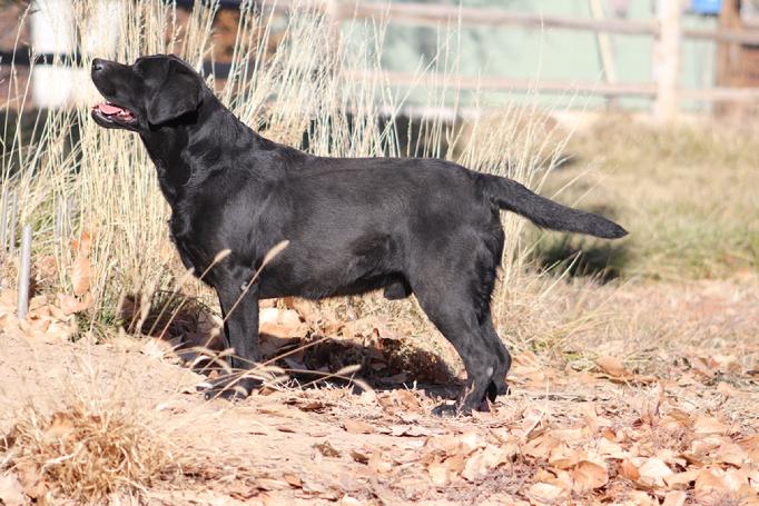 LABRADOR HUNTING DOG