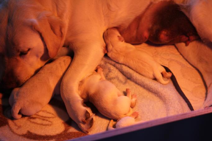 LABRADOR RETRIEVER PUPPIES