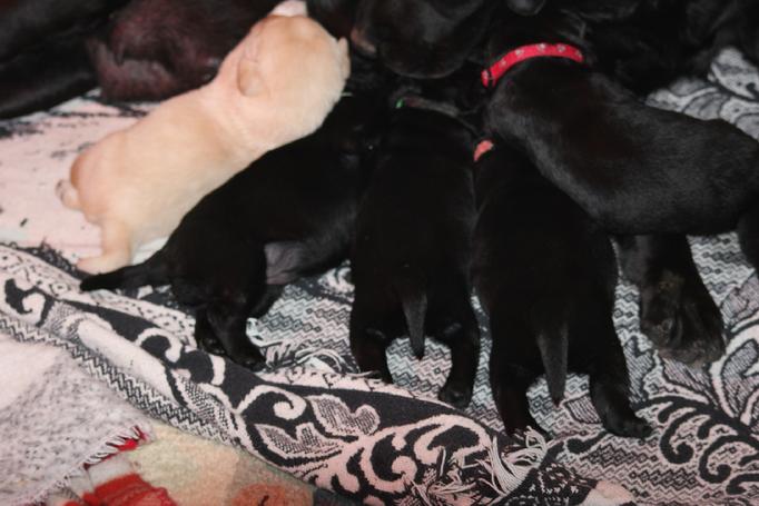 LABRADOR RETRIEVER PUPPIES