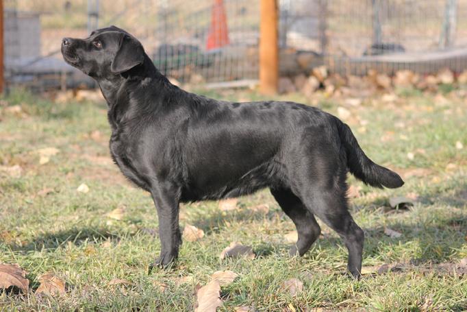 LABRADOR HUNTING DOG