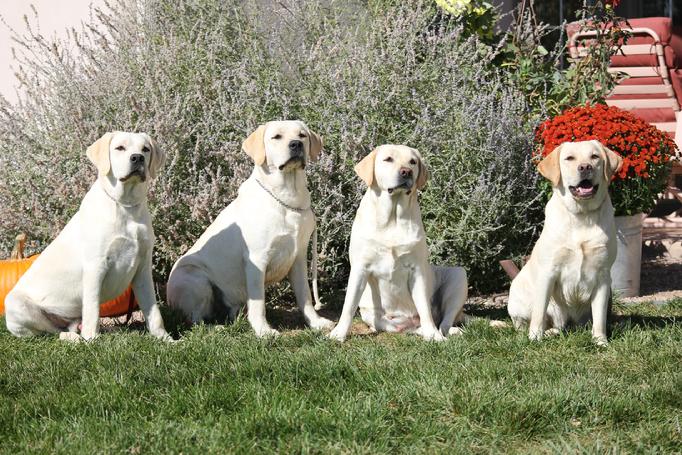 labrador hunting puppies