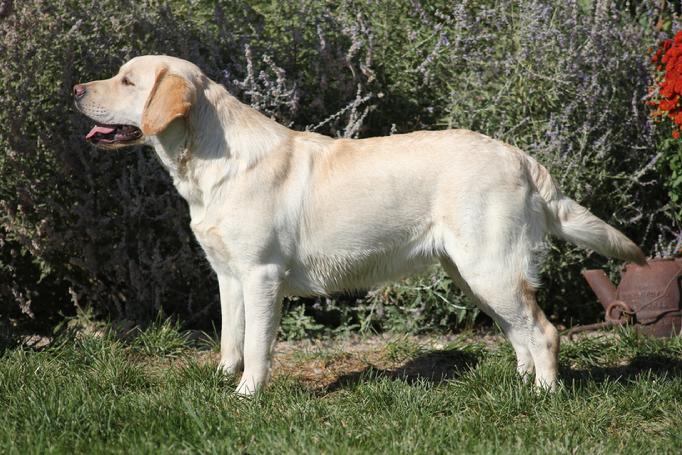 english style labrador