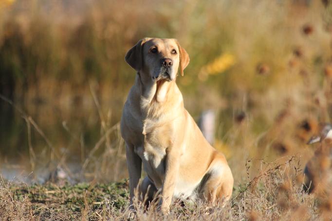 labrador puppies for sale