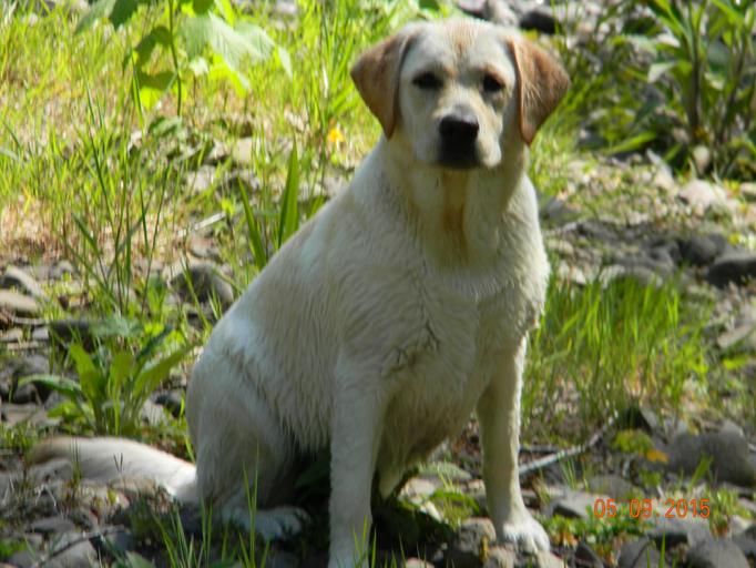 english labrador