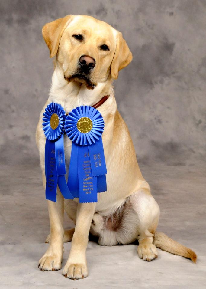 labrador retriever