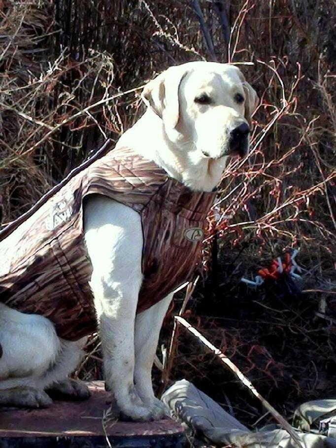 labrador retriever hunting dog