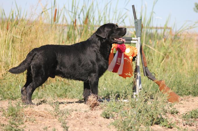 labrador hunting dog