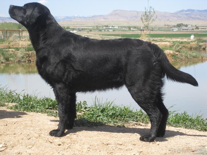 LABRADOR RETRIEVERS