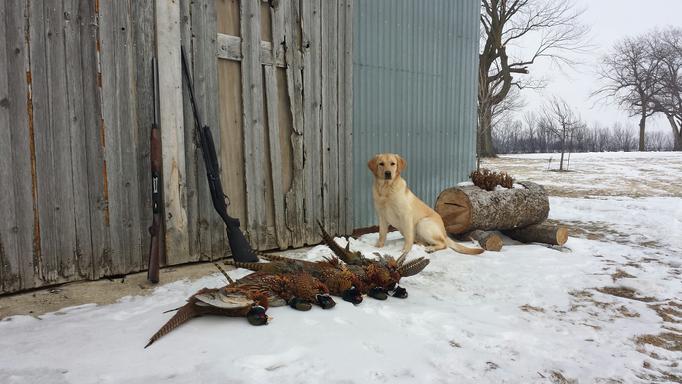 Labrador hunting dog