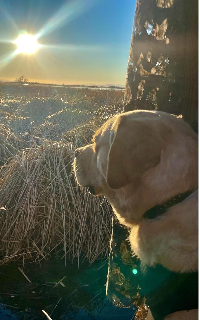 labrador hunting dog