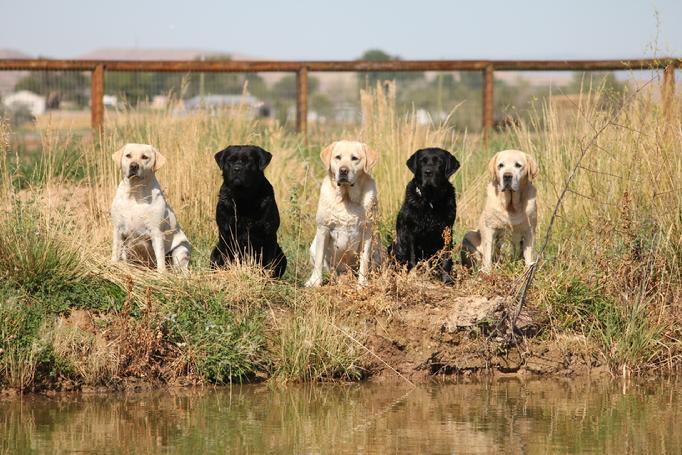 are english labs good for hunting