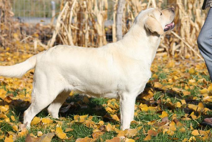 labrador hunting dogs