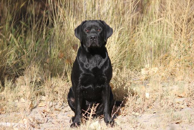 ENGLISH LABRADOR RETRIEVER HUNTING DOGS