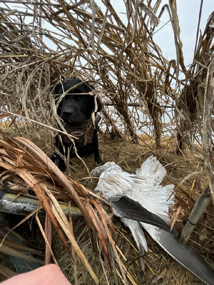 LABRADOR HUNTING DOG