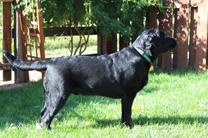 english labrador puppies with master hunter background